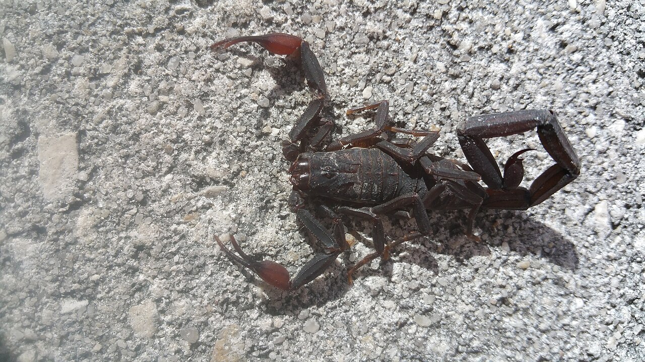 Florida Bark Scorpion