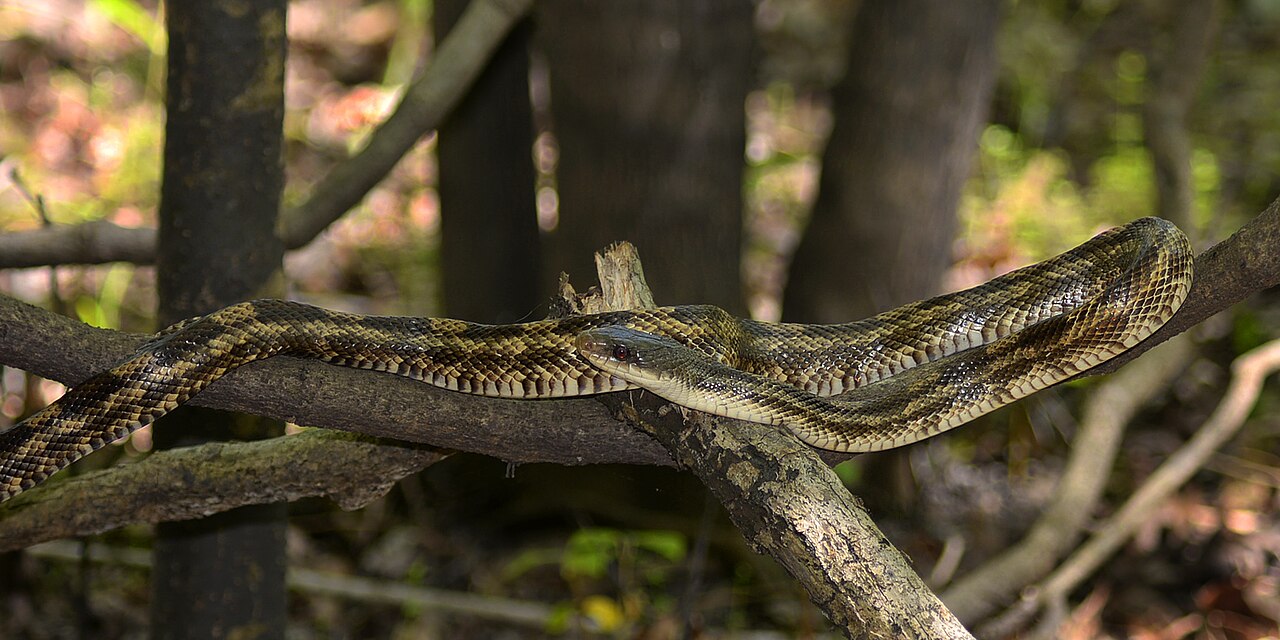 Texas Rat Snake