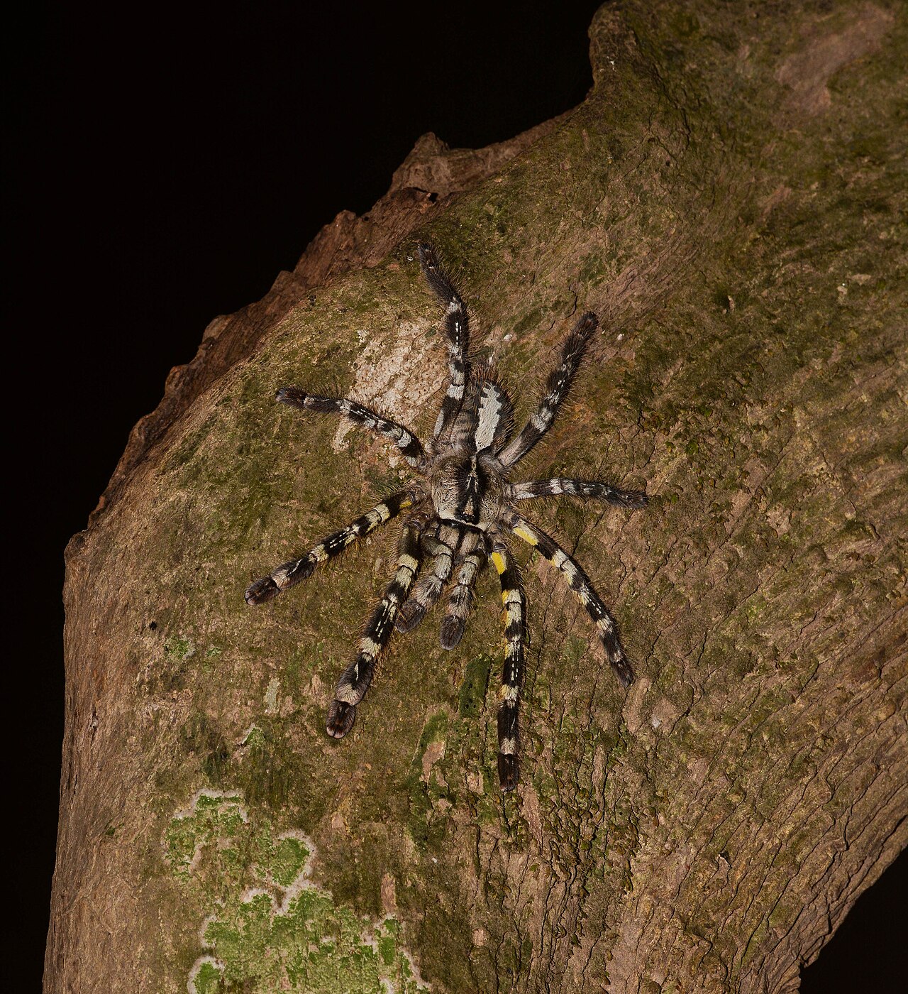 Indian Ornamental Tarantula