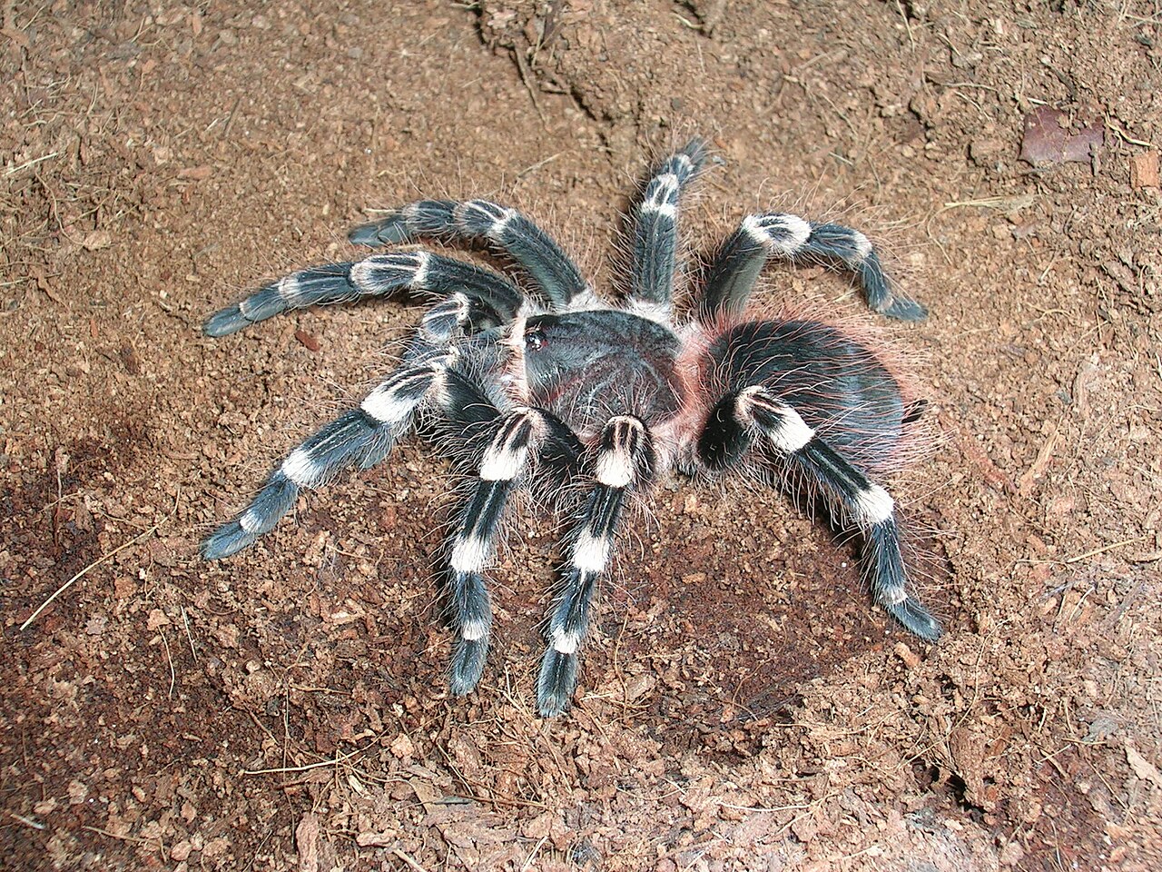 Brazilian Whiteknee Tarantula