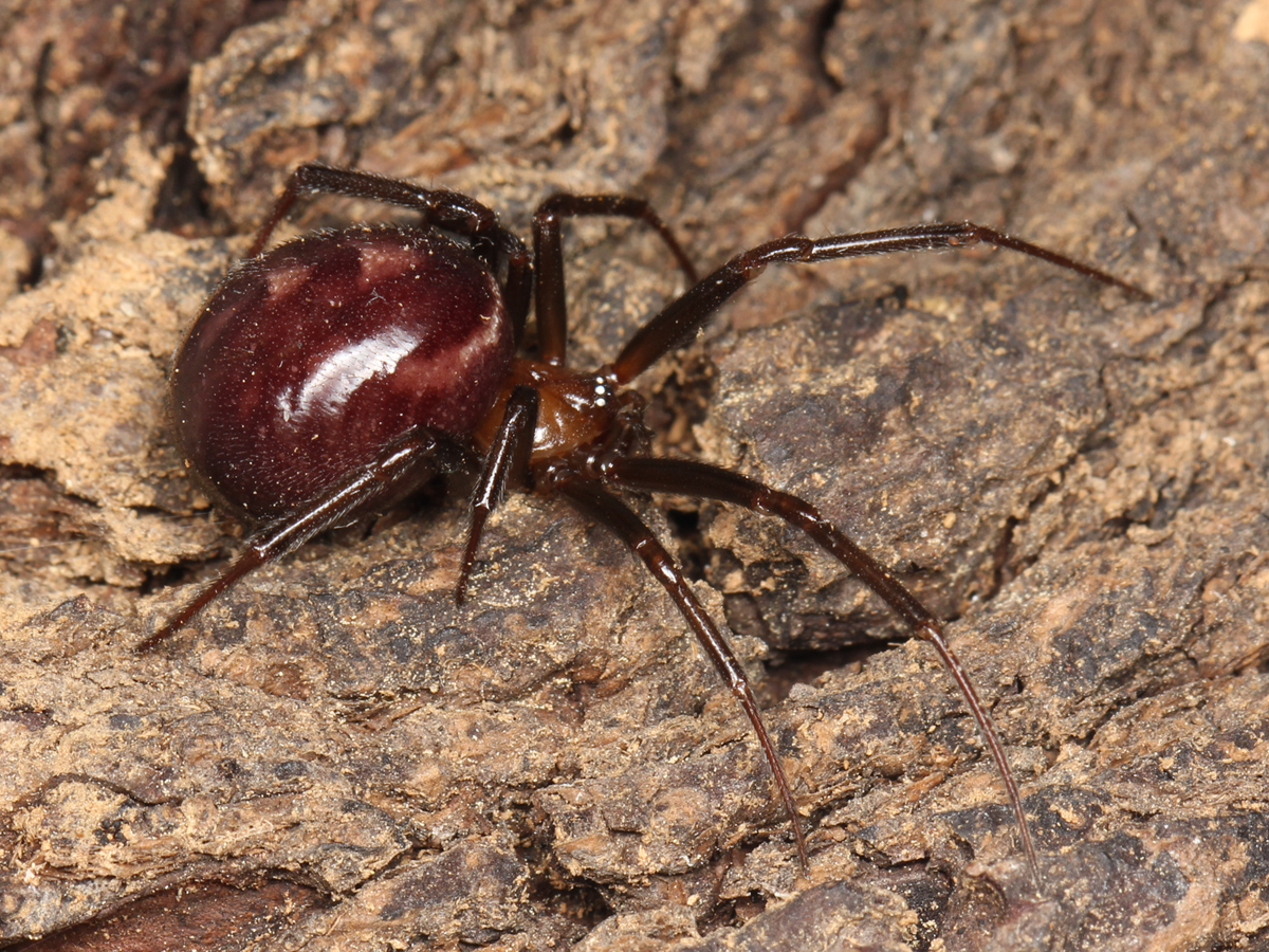 Cupboard Spider (False Widow)