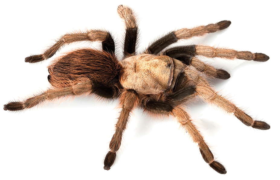 Arizona Blonde Tarantula