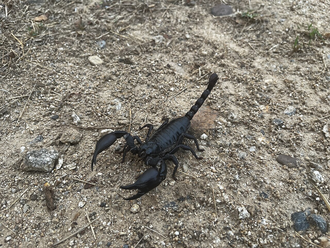 Thai Forest Scorpion
