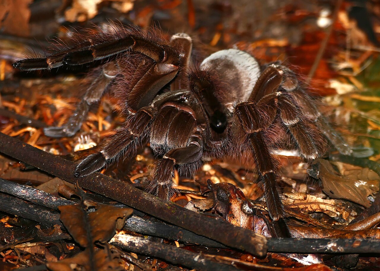 Goliath Birdeater
