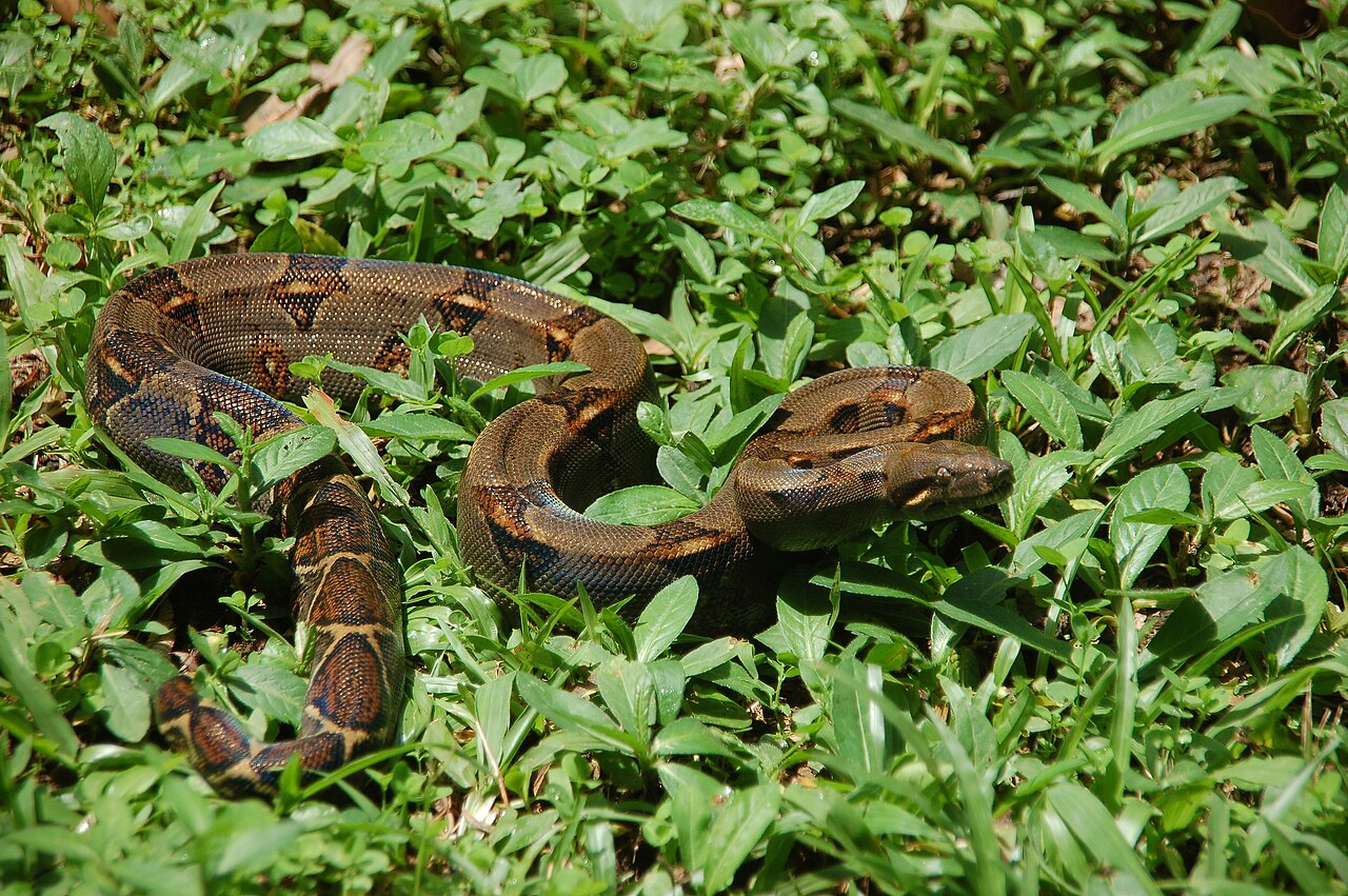 Common Boa