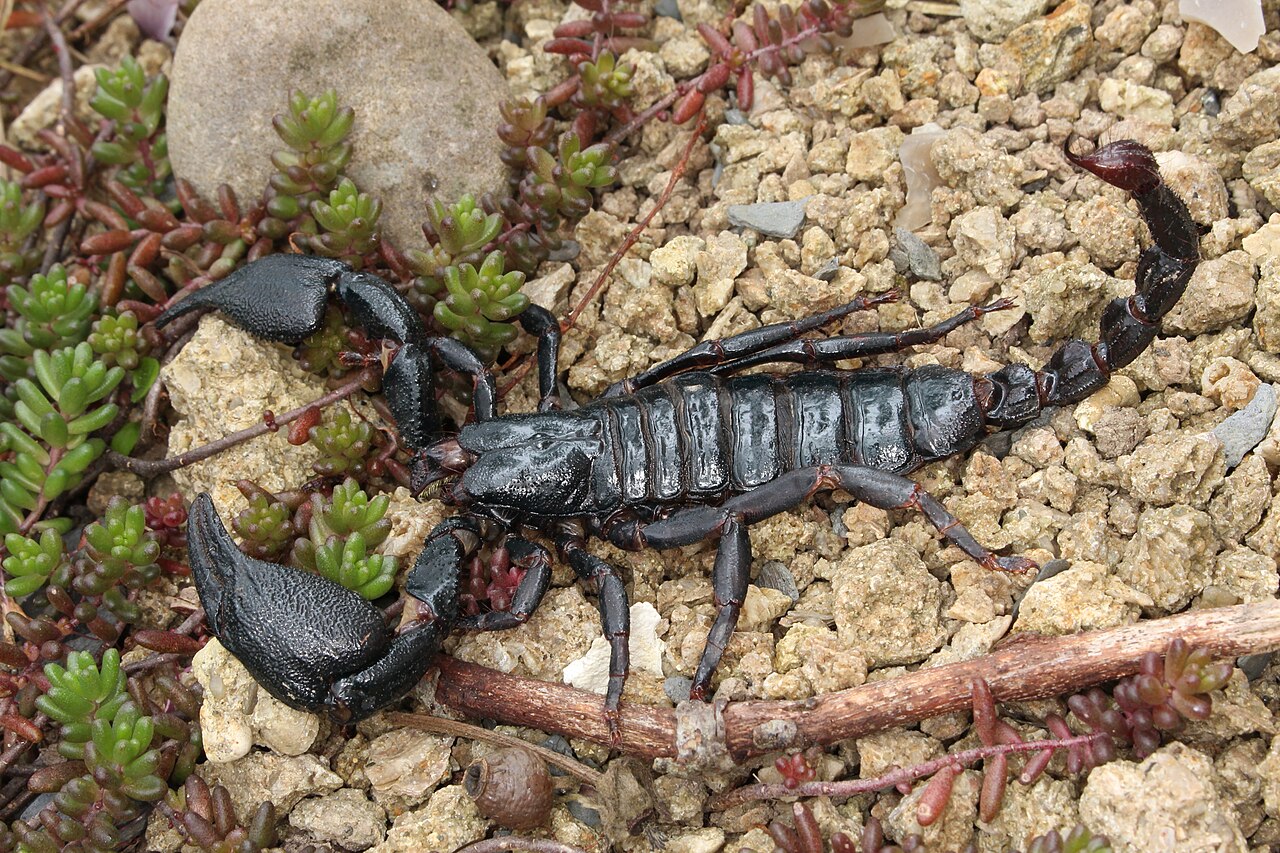 Blue Forest Scorpion