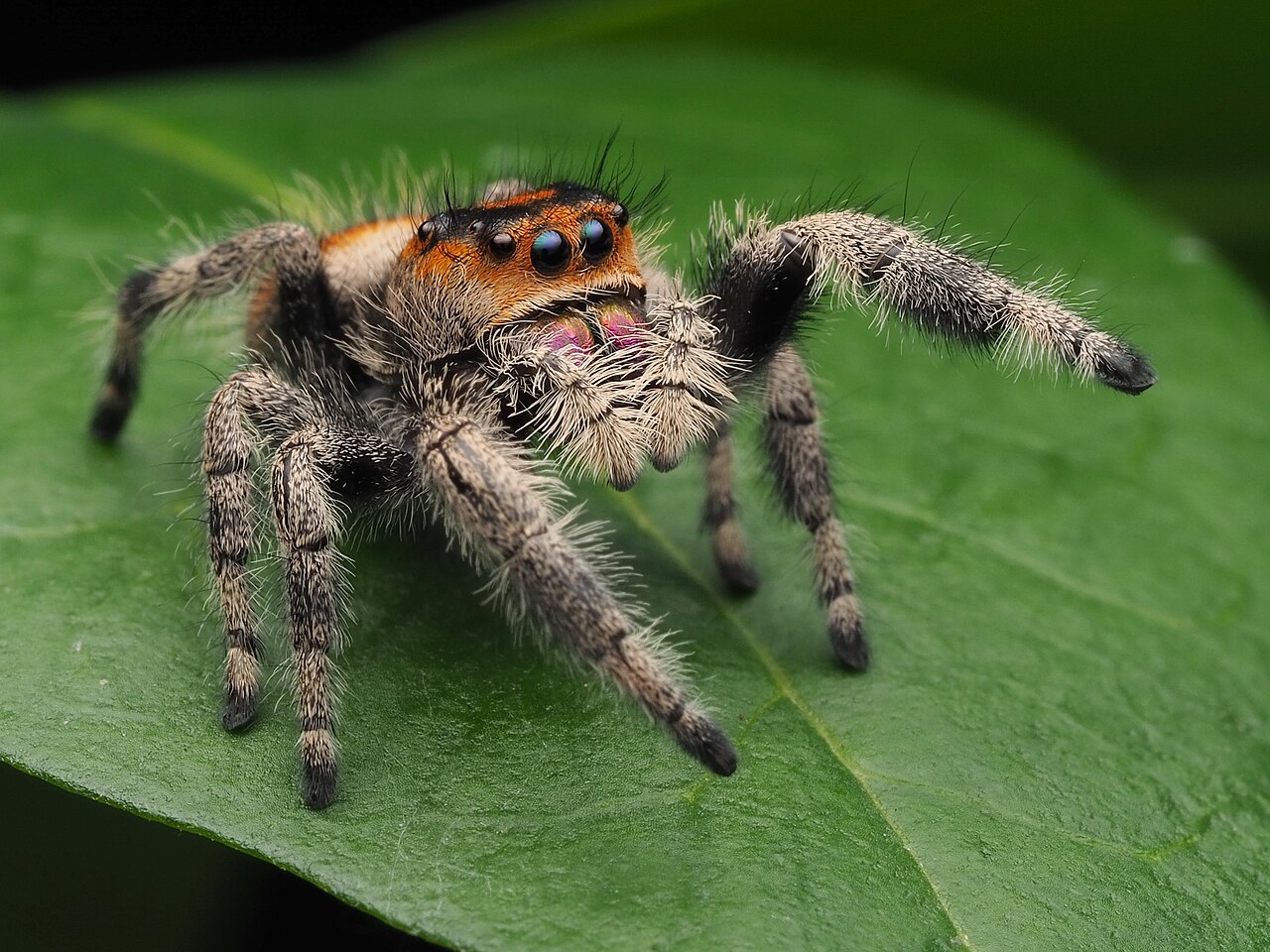 Regal Jumping Spider
