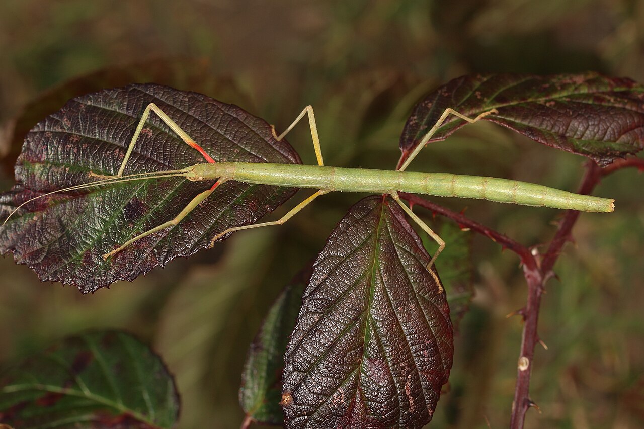 Indian Stick Insect