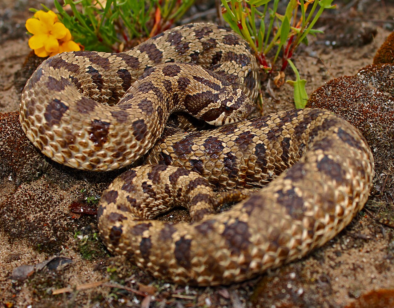 Western Hognose Snake