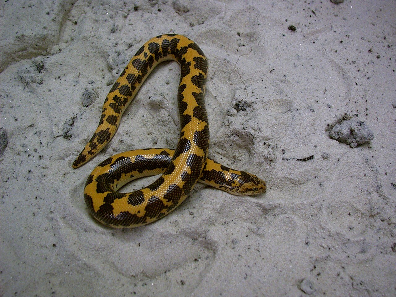 Kenyan Sand Boa