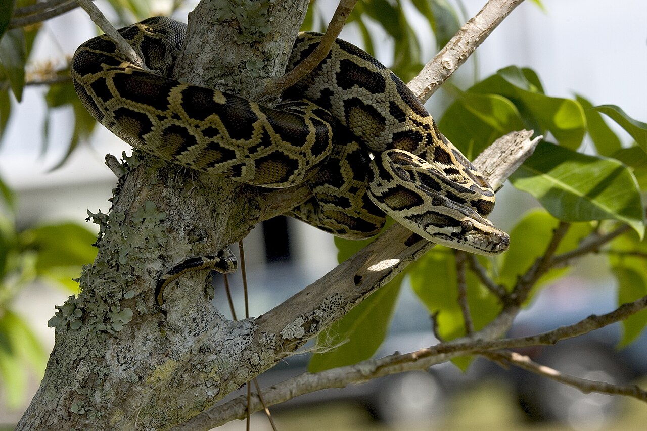 Burmese Python