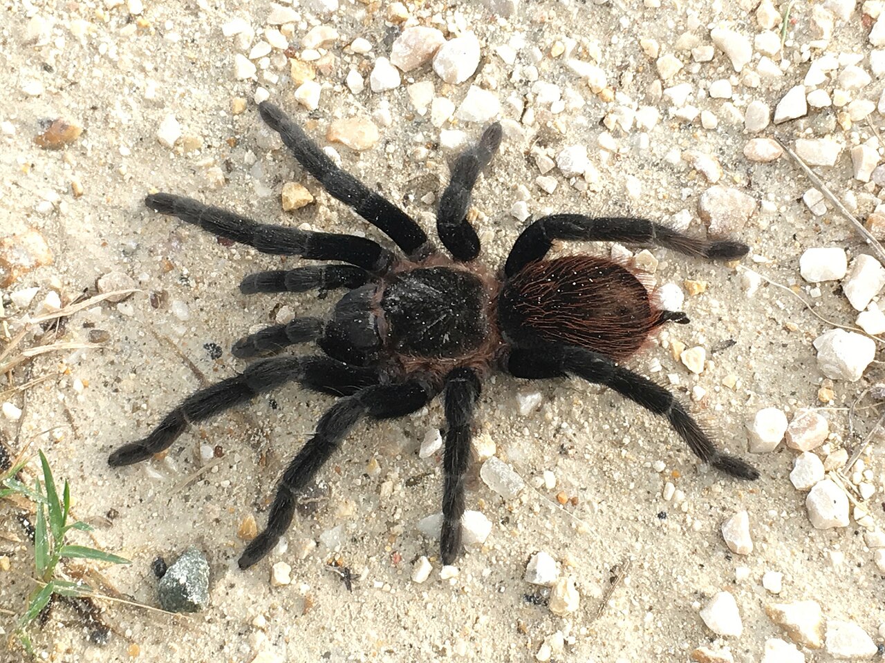 Mexican Red Rump Tarantula