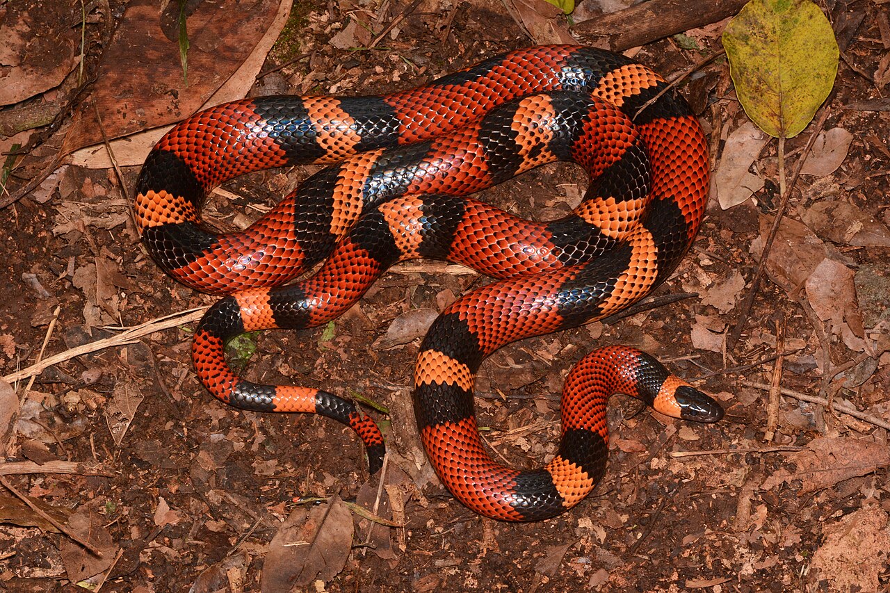 Honduran Milk Snake