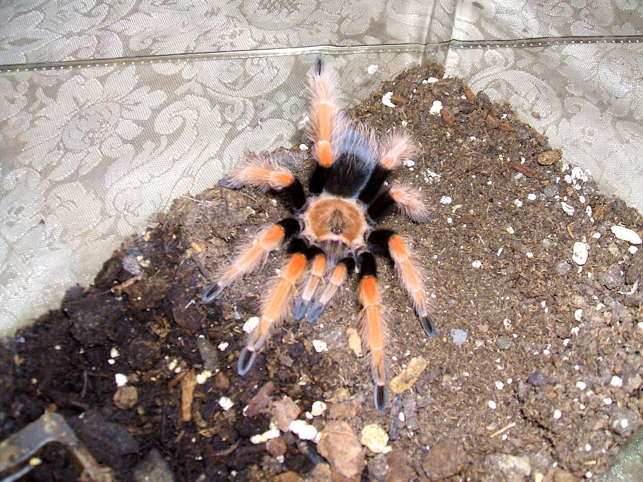 Mexican Fireleg Tarantula