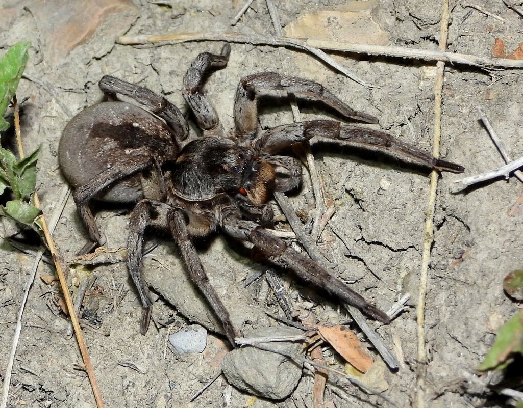 Carolina Wolf Spider