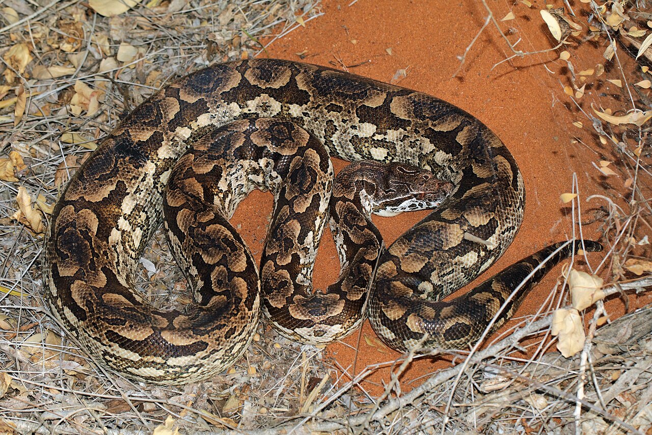 Dumeril's Boa