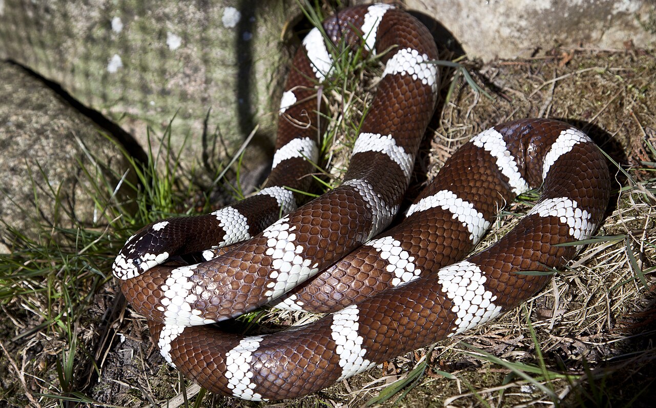 California Kingsnake