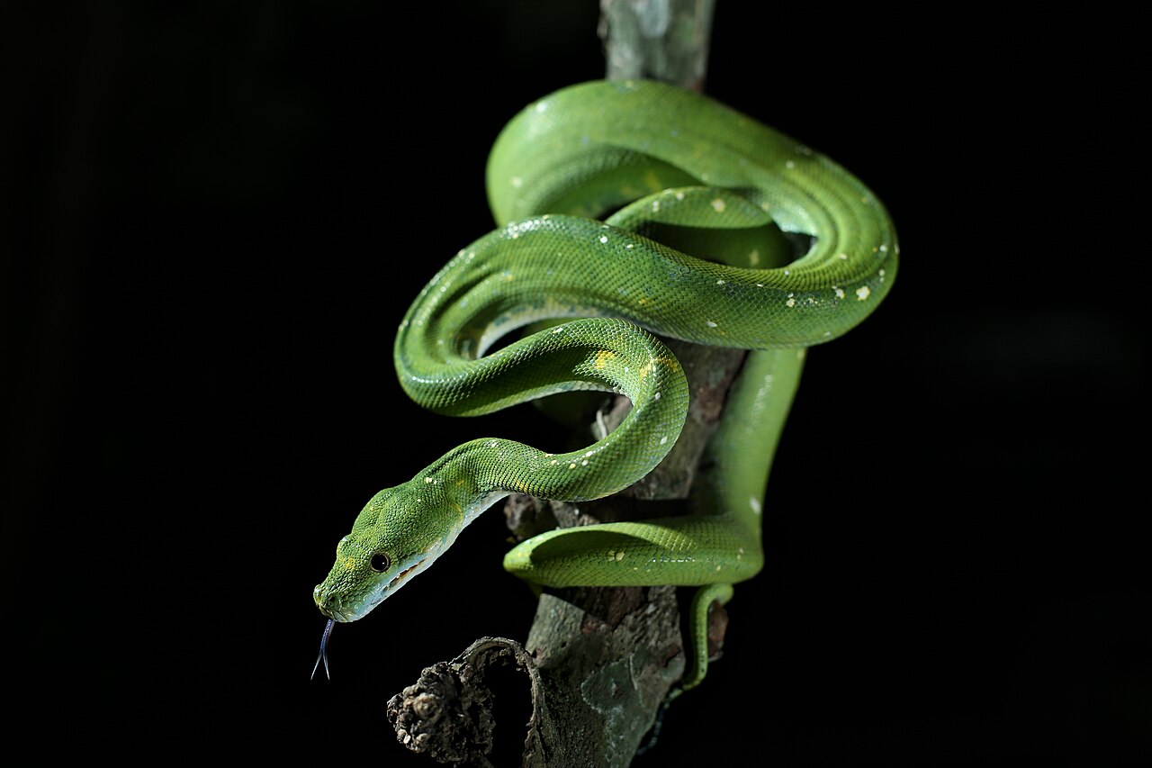 Green Tree Python
