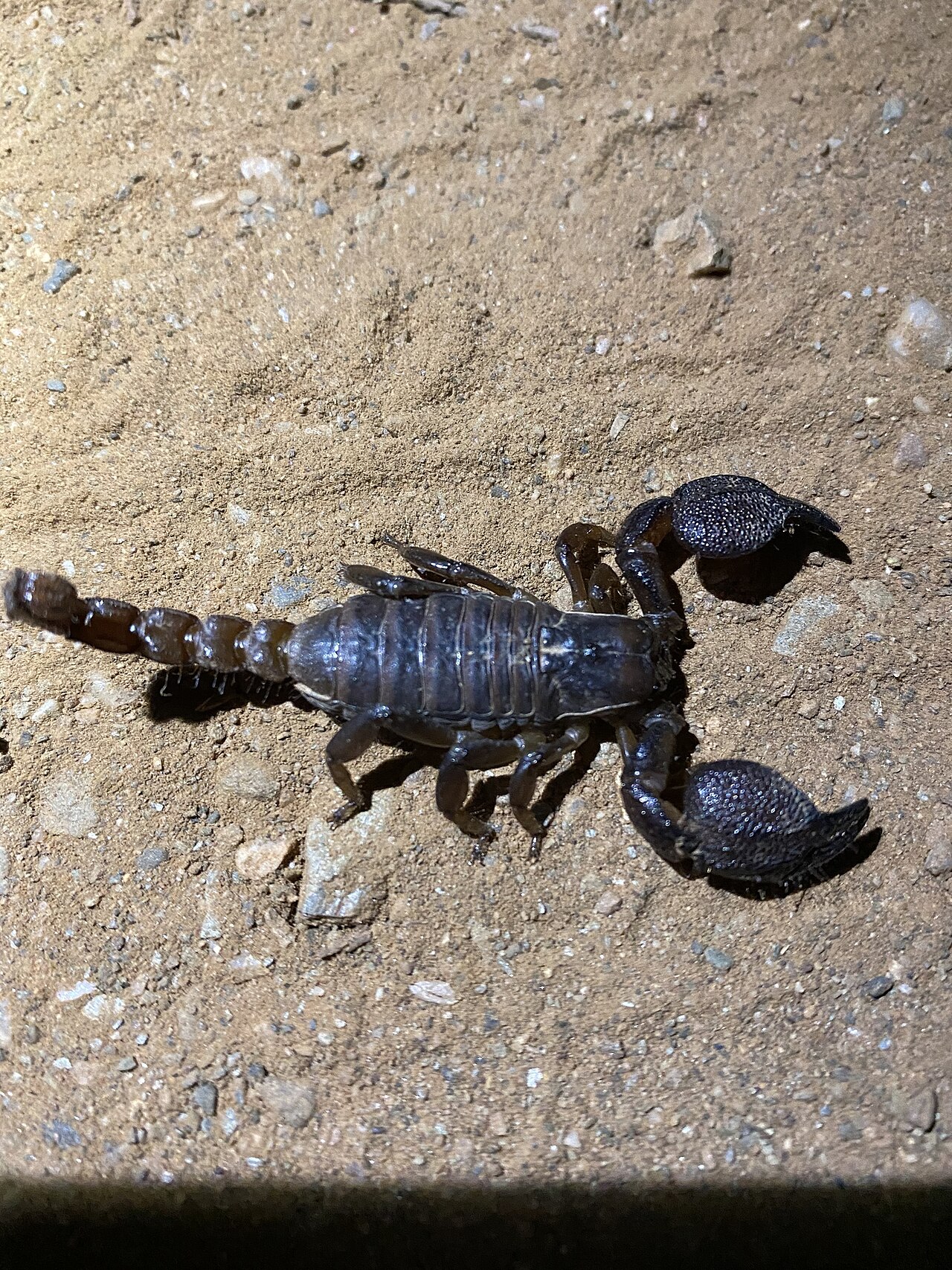 Golden Desert Scorpion