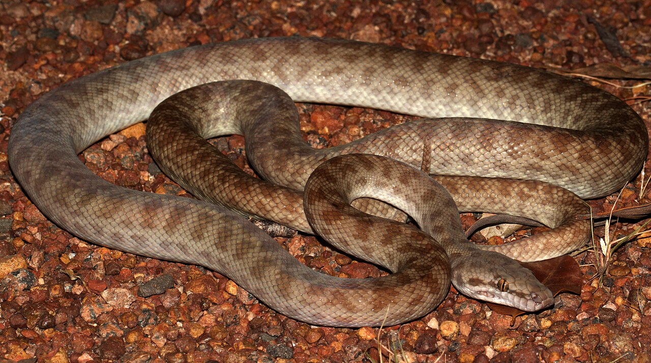 Children's Python