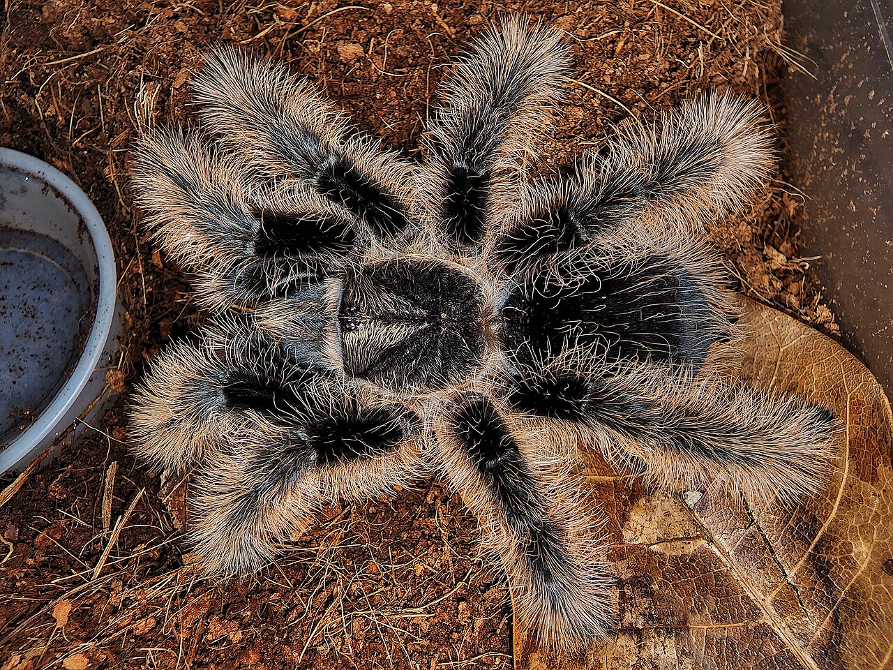 Curly Hair Tarantula