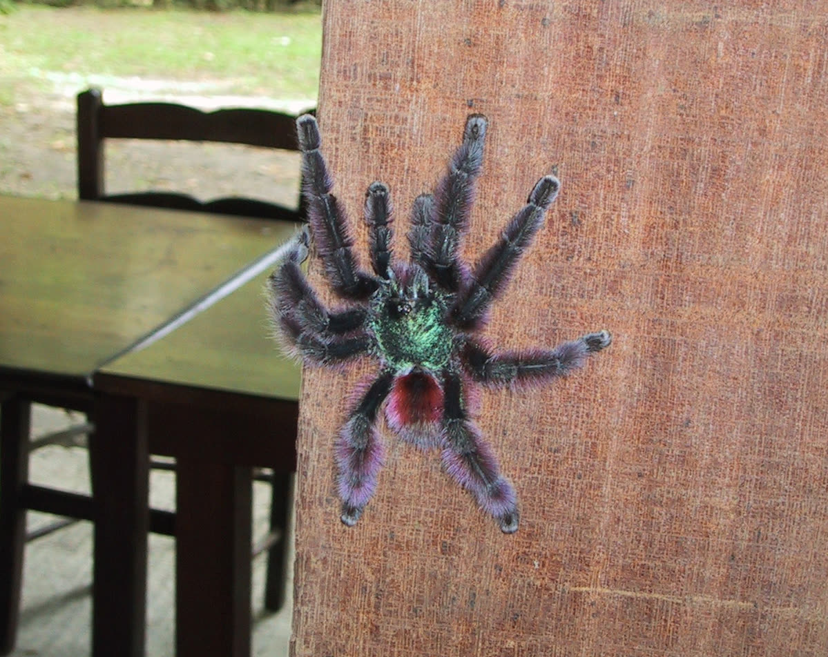 Antilles Pinktoe Tarantula