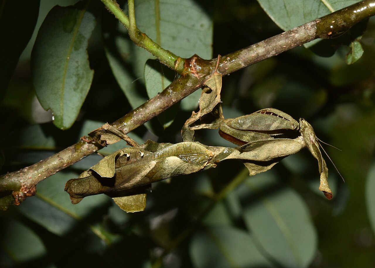 Ghost Mantis