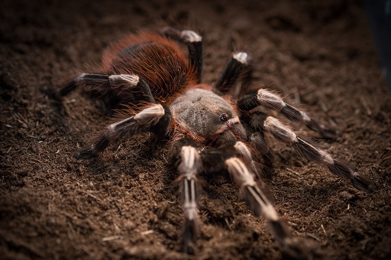 Brazilian Red and White Tarantula