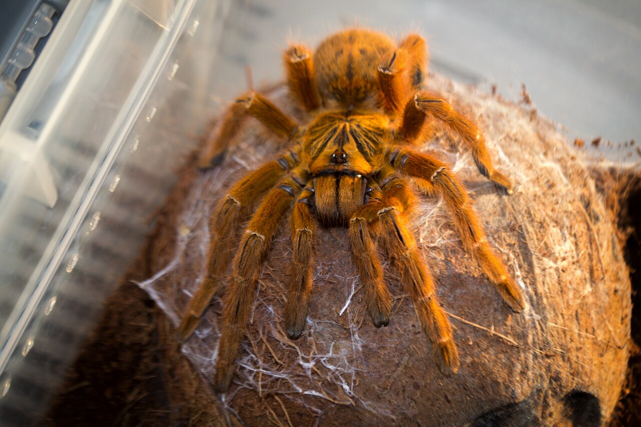 Orange Baboon Tarantula