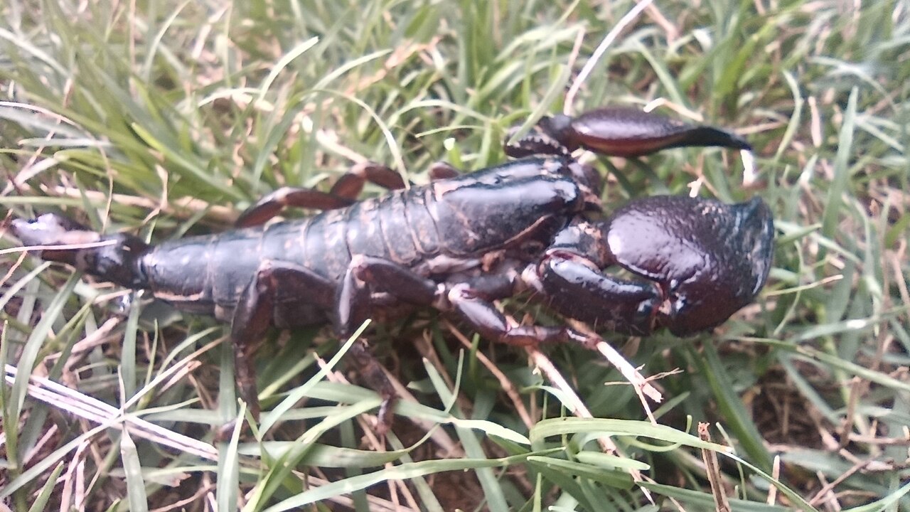 Tanzanian Red-clawed Scorpion