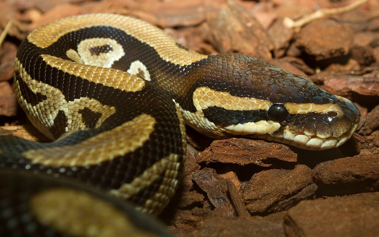 Royal Python