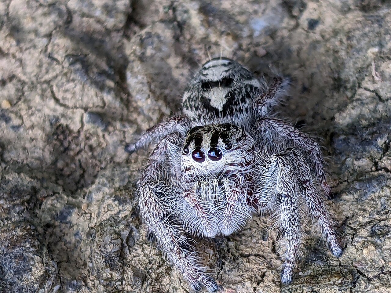 Heavy Jumping Spider
