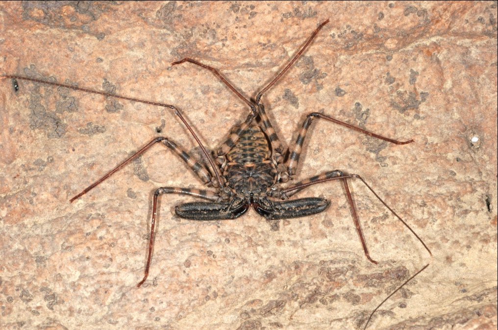 Tanzanian Giant Tailless Whip Scorpion