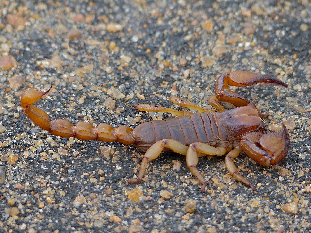Shiny Burrowing Scorpion