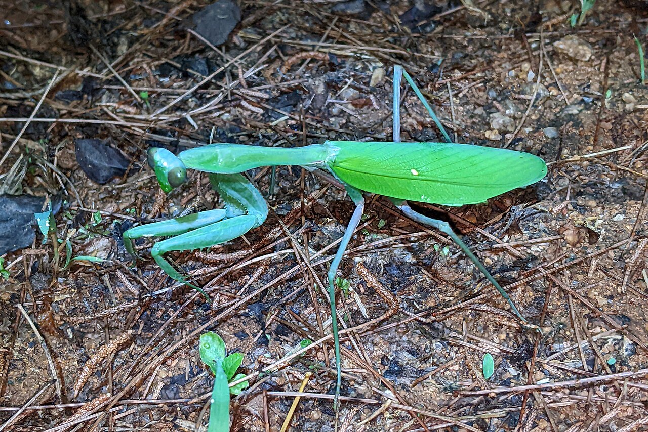 Giant Asian Mantis
