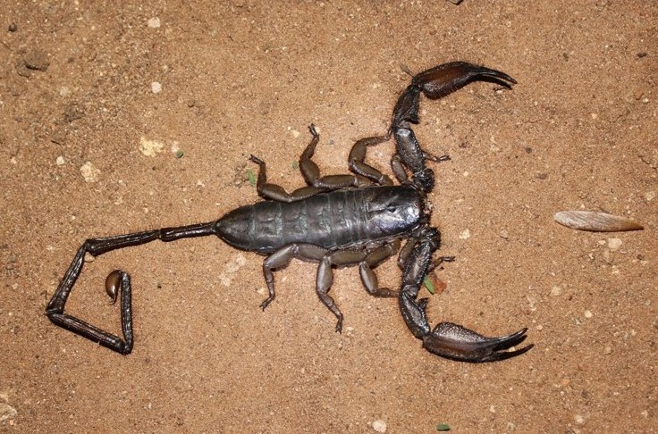 Flat Rock Scorpion