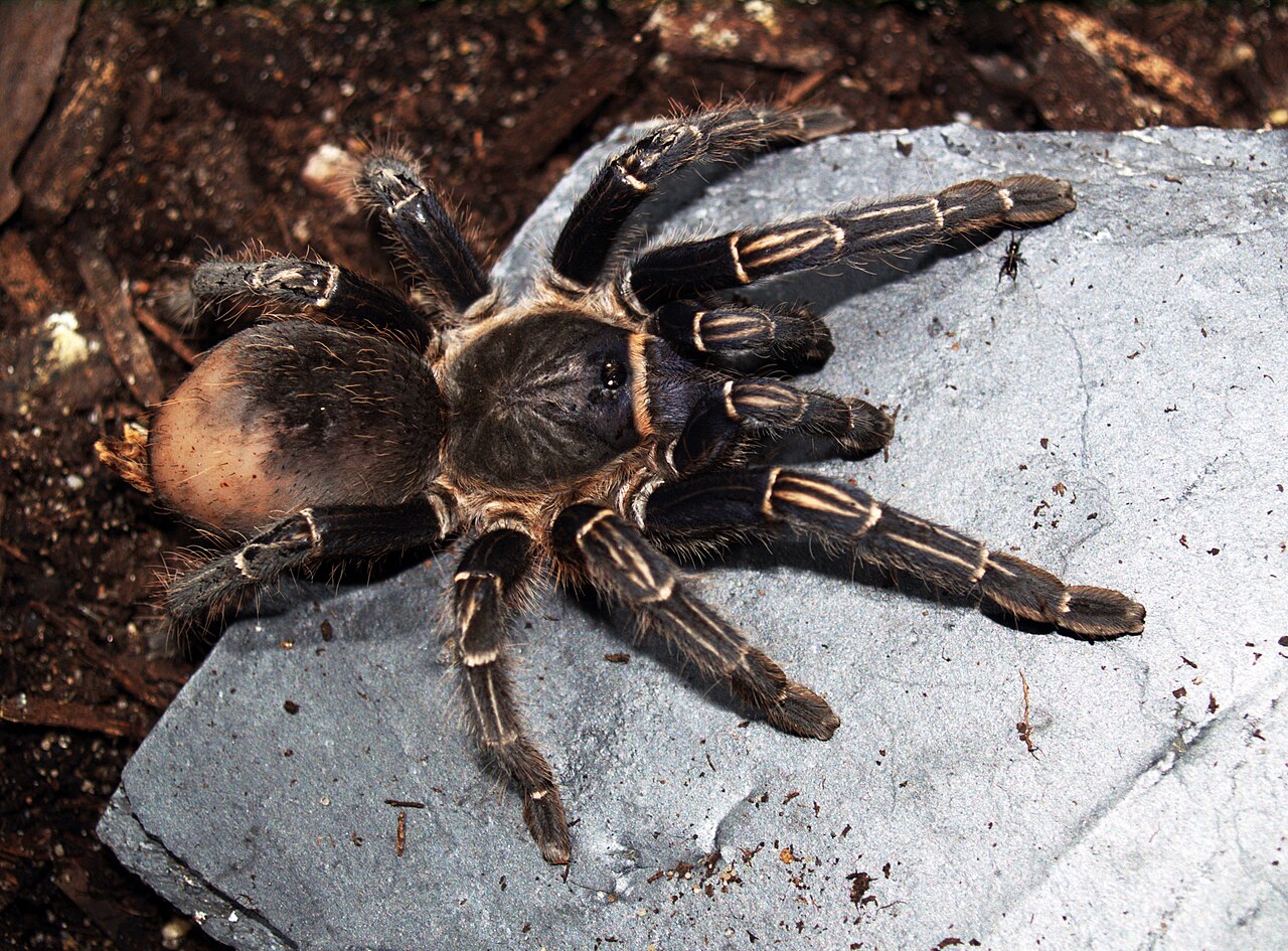 Costa Rican Zebra Tarantula