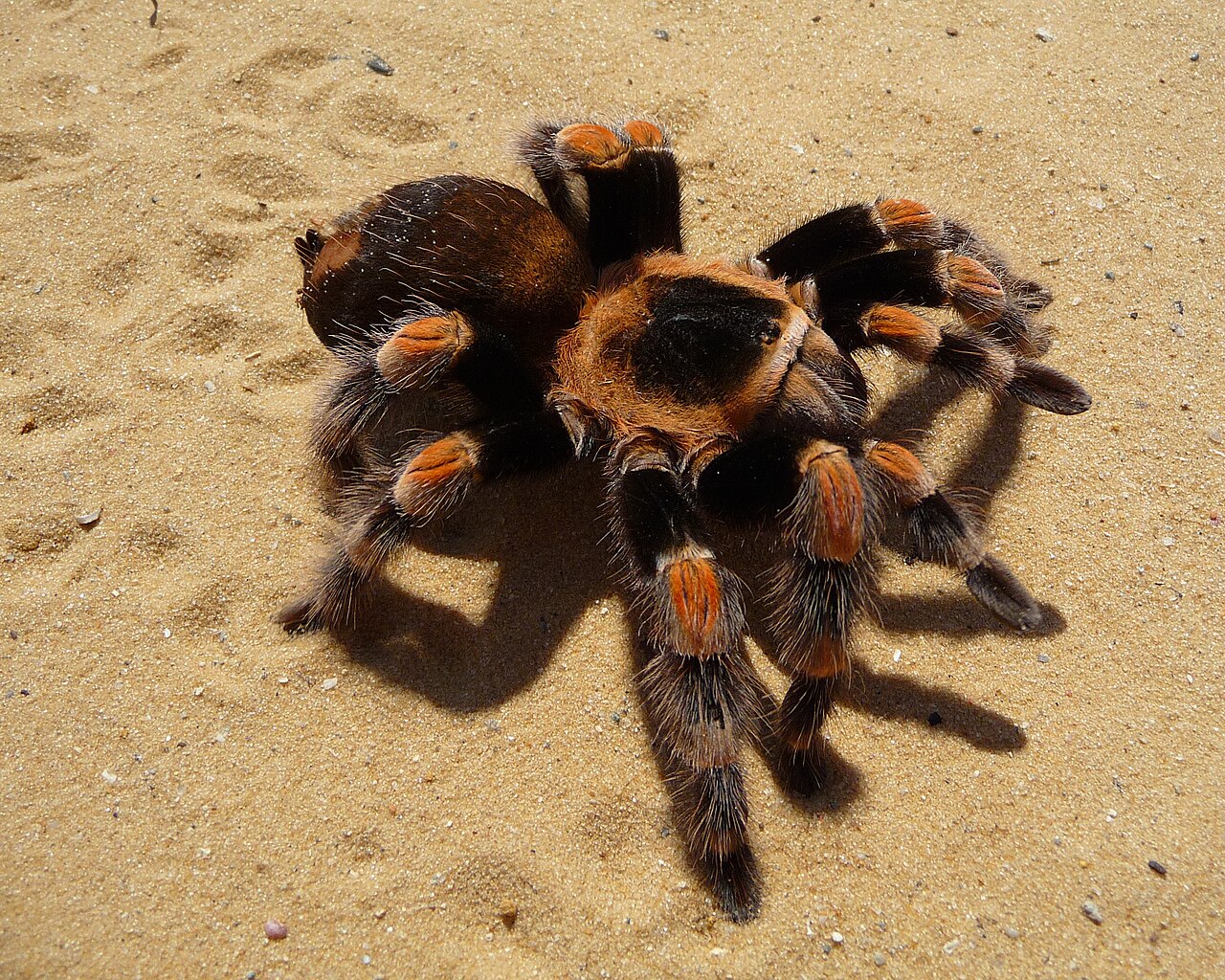 Mexican Red-knee Tarantula