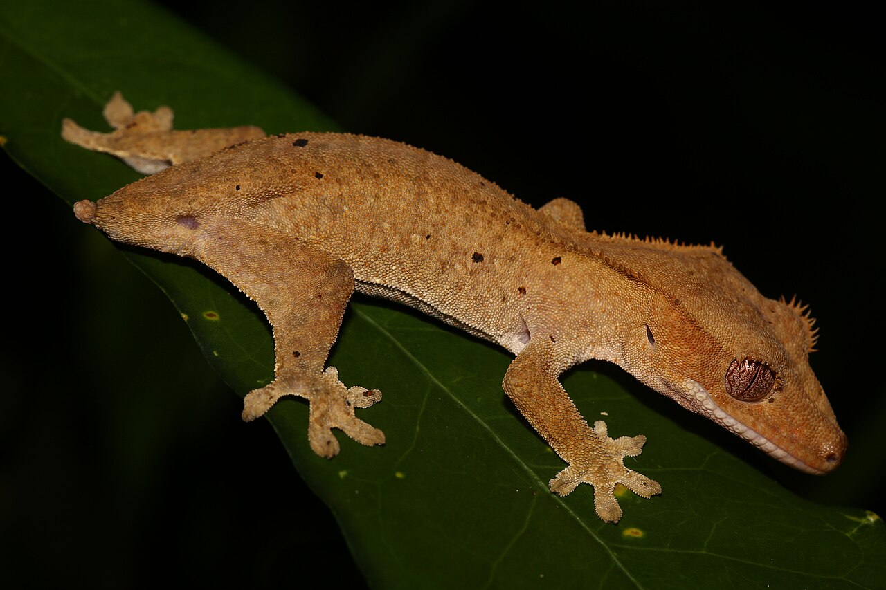 Crested Gecko