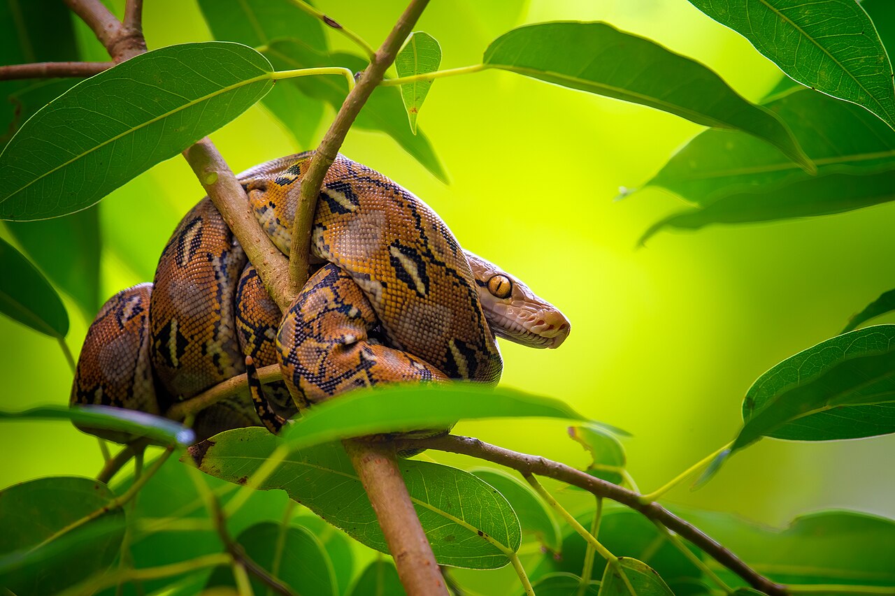 Reticulated Python