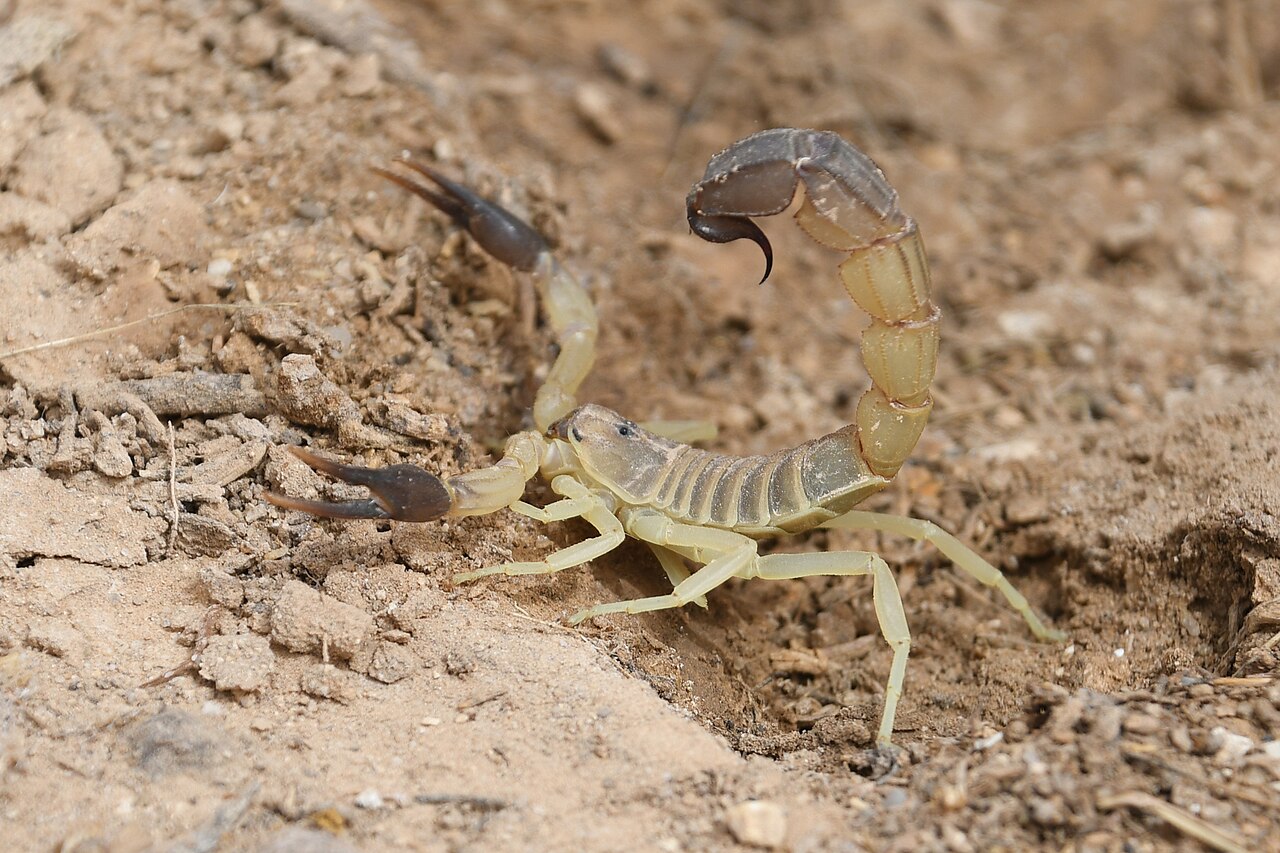 Yellow Fat-tailed Scorpion