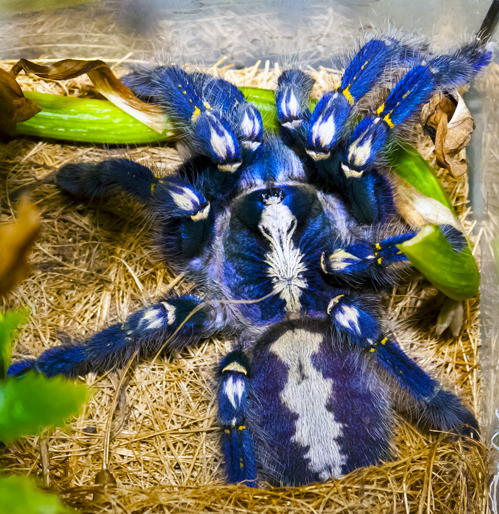 Gooty Sapphire Ornamental Tarantula