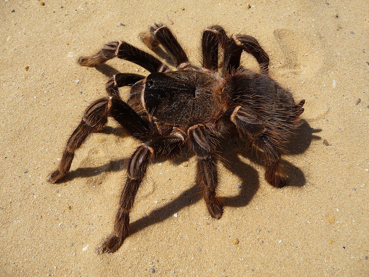 Brazilian Salmon Pink Birdeater