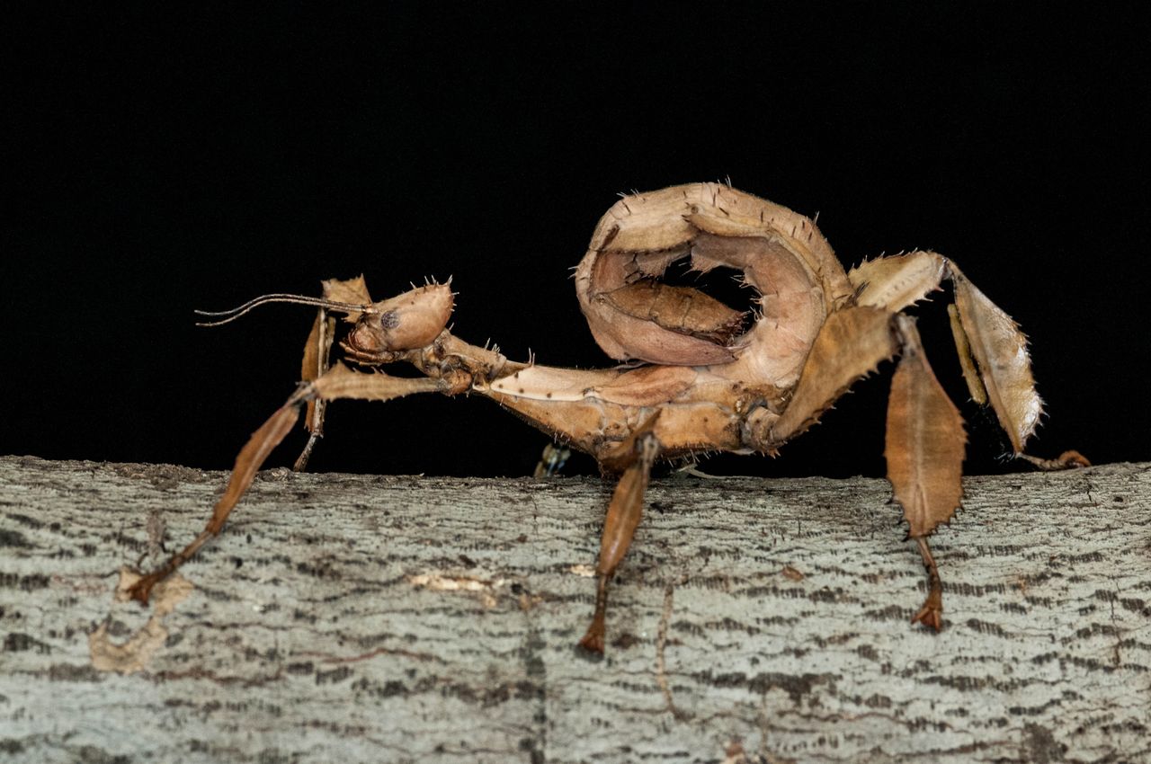 Giant Prickly Stick Insect