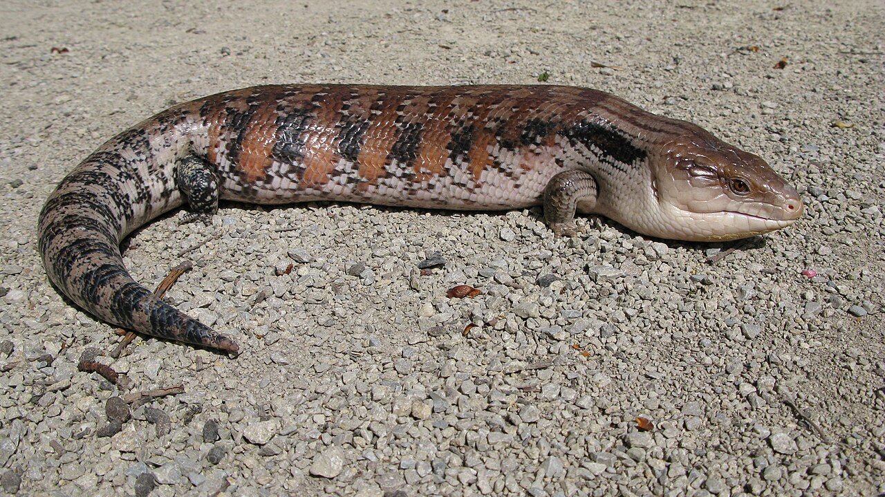 Blue-tongued Skink