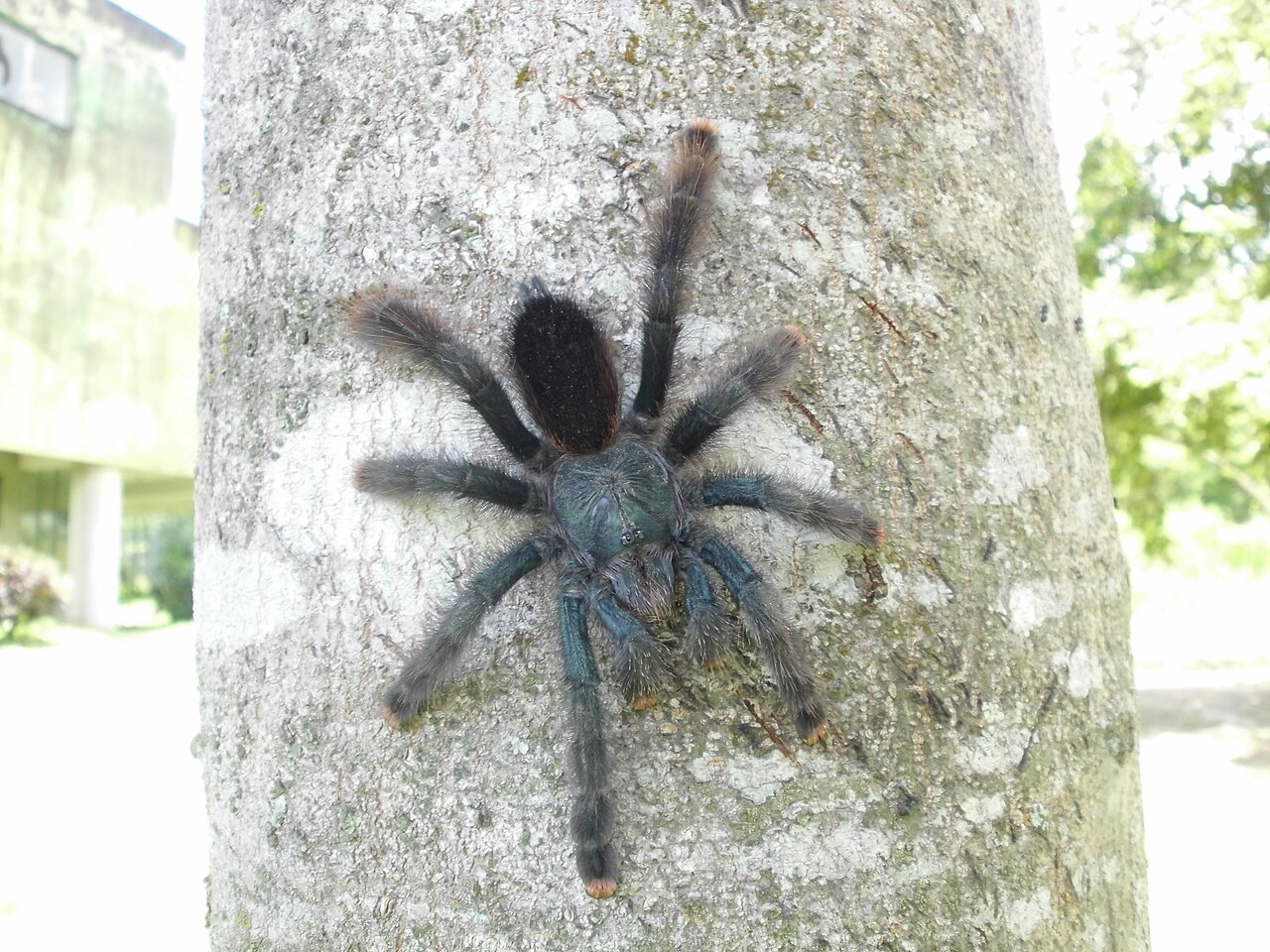 Pinktoe Tarantula