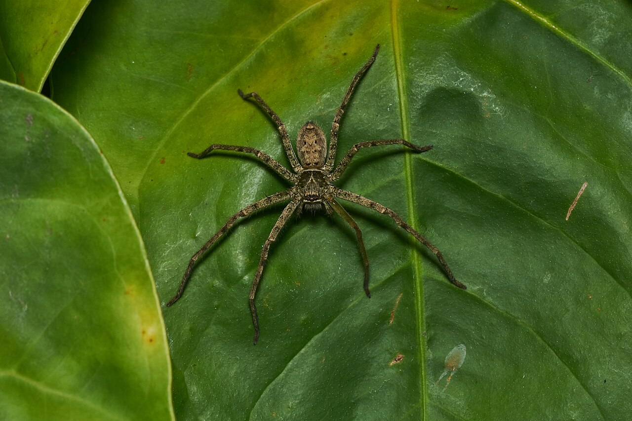 Pantropical Huntsman Spider