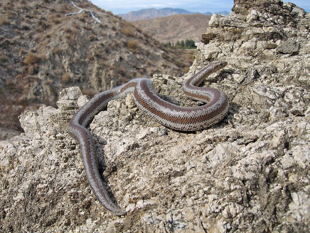 Rosy Boa