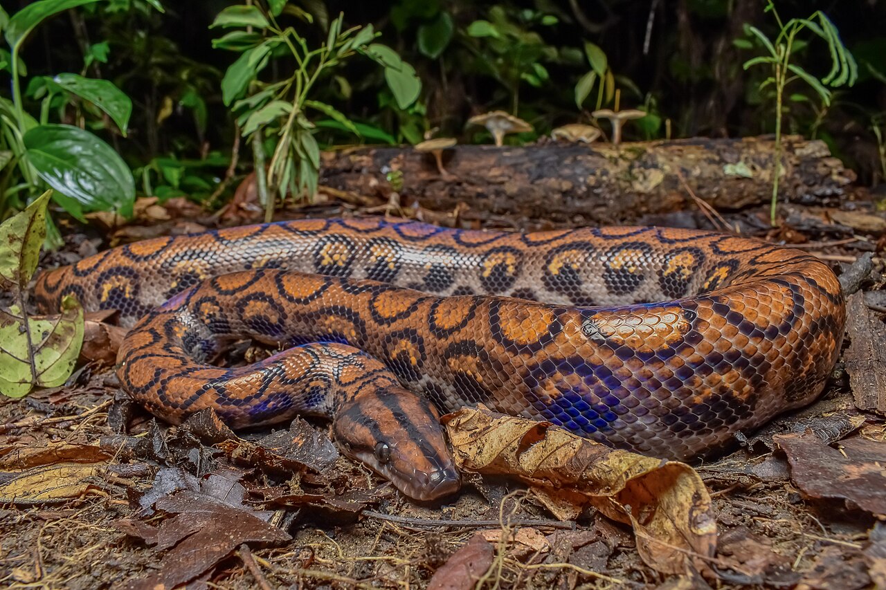 Brazilian Rainbow Boa
