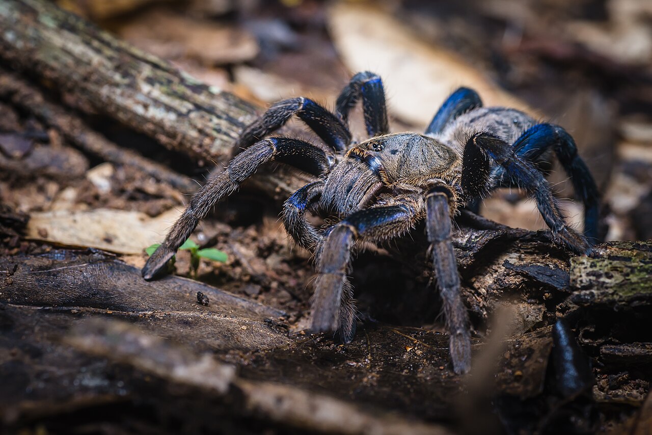 Cobalt Blue Tarantula